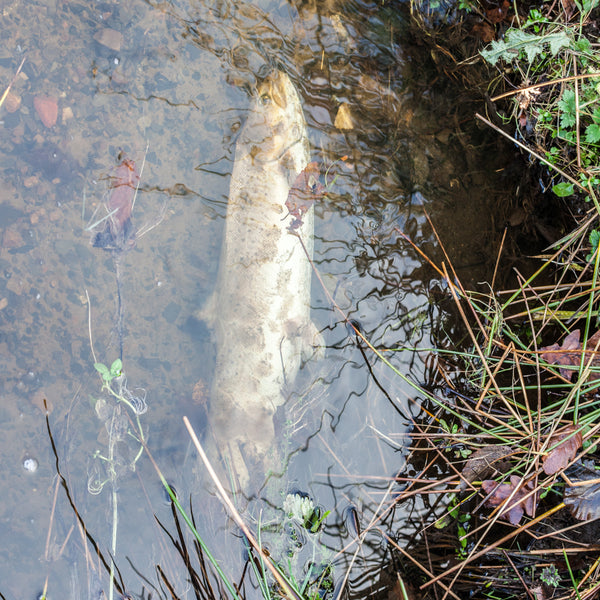 dead Atlantic salmon