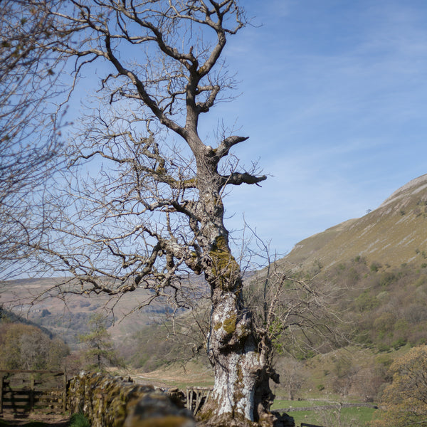 ancient ash tree muker