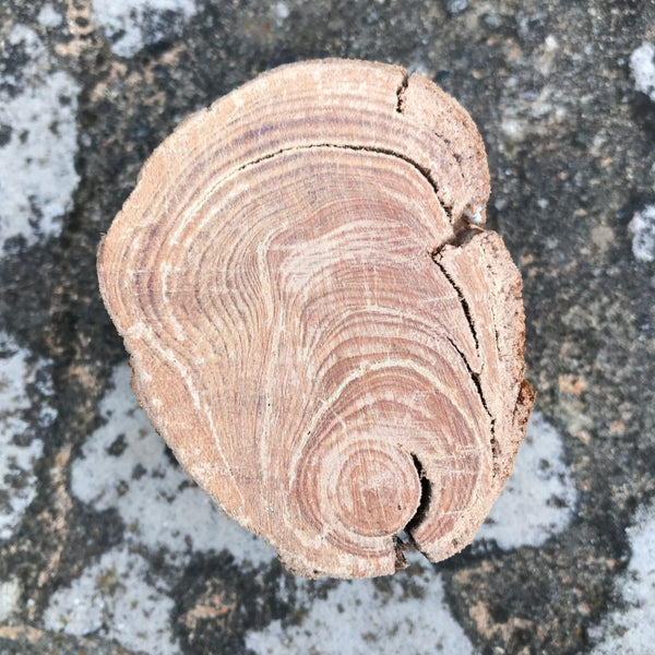 AONB bog wood