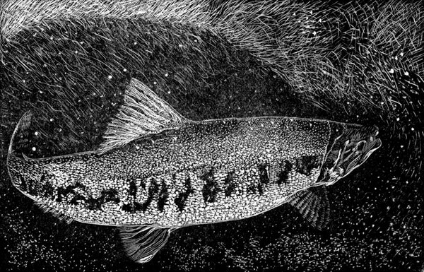 atlantic salmon