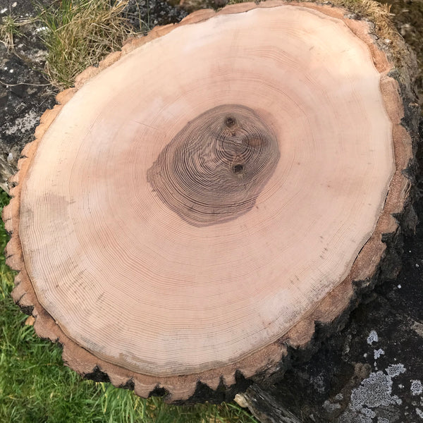 ancient ash tree muker round