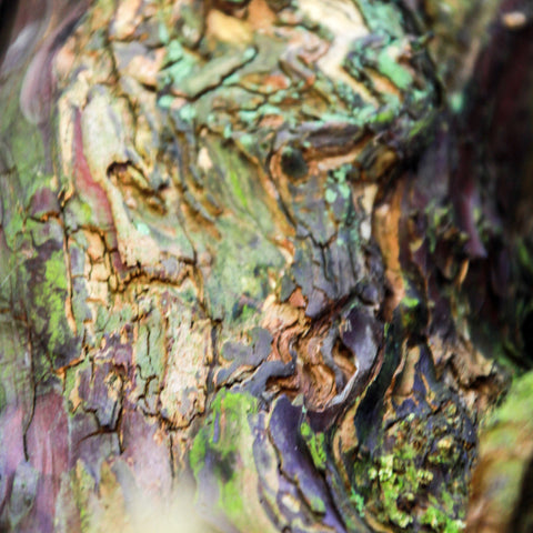 yew tree bark