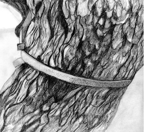 pencil drawing yew tree