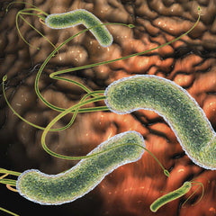 Helicobacter pylori infekce, bakterie v žaludku