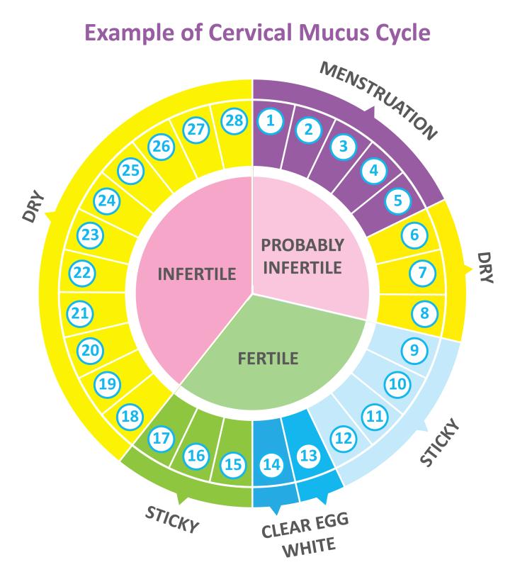 Cervical Mucus Chart Example
