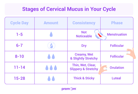 Cervical mucus early pregnancy pictures