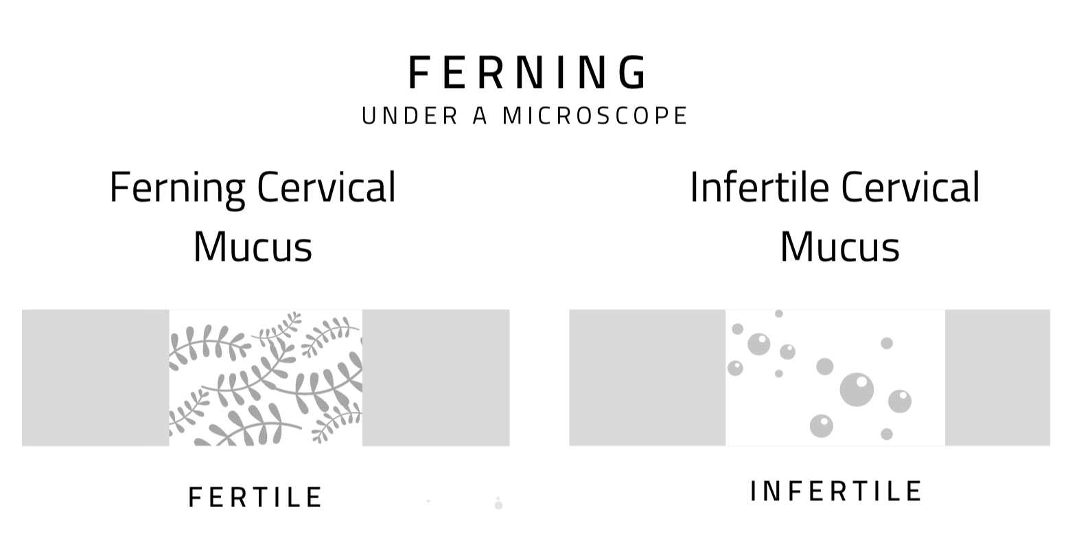 Fertile Mucus, Infertile Mucus