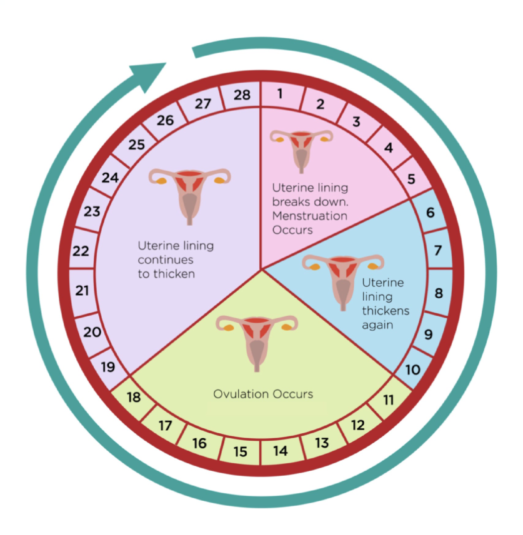 Menstrual Cycle Map, Female Cycle, Infographic, Period,, 58% OFF