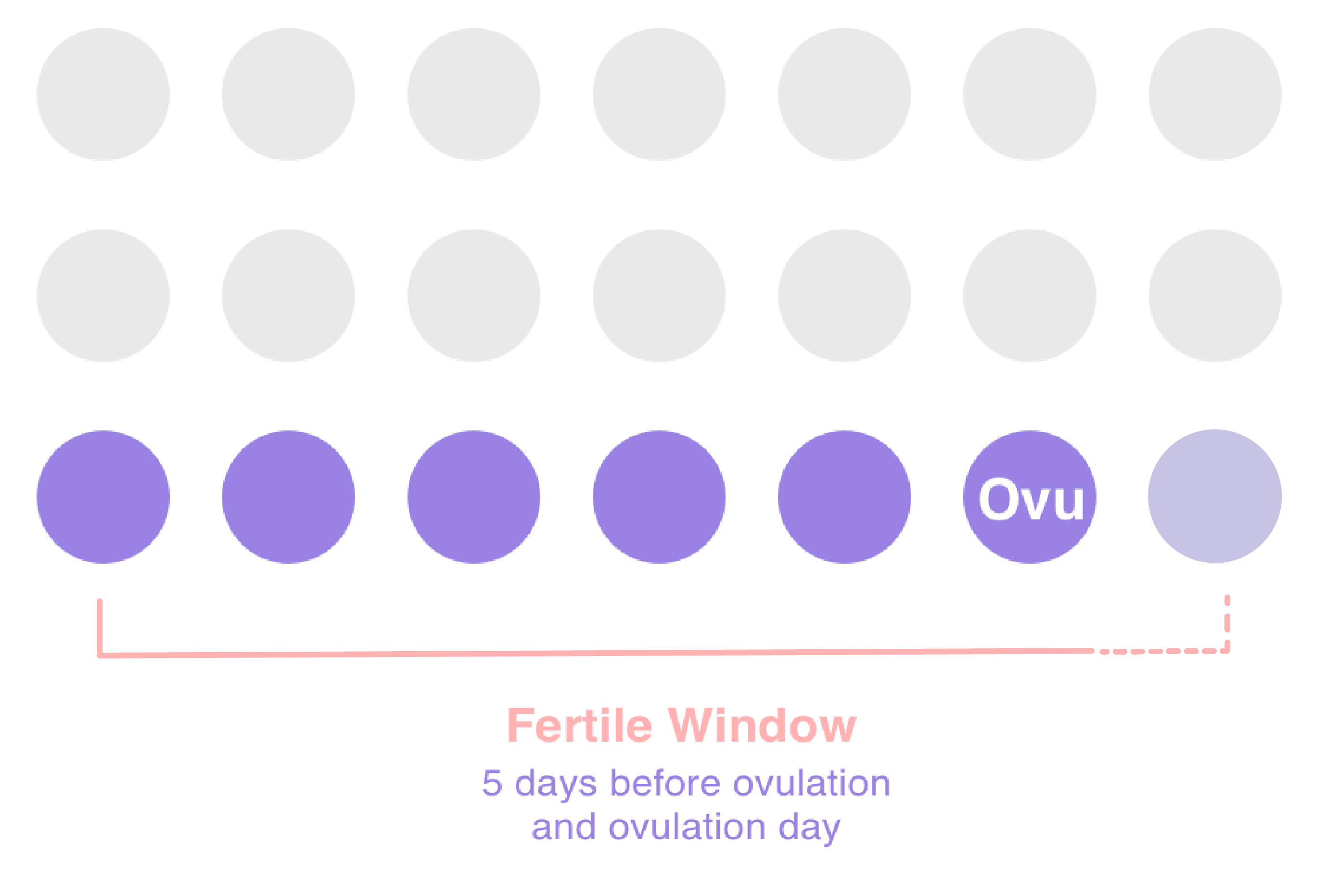 When Are You Most Fertile? Fertility Window For Pregnancy