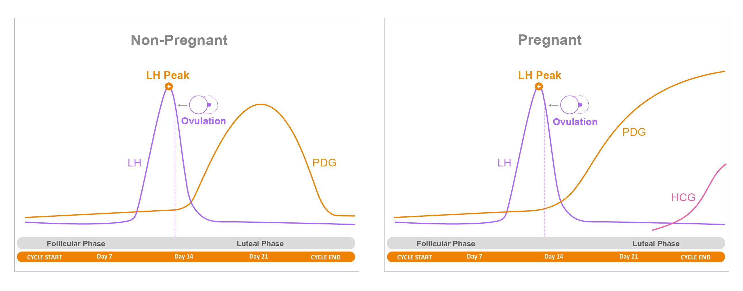 Is Your BBT Spike Missing? Confirm Ovulation with Progesterone Testing –  Easy@Home Fertility