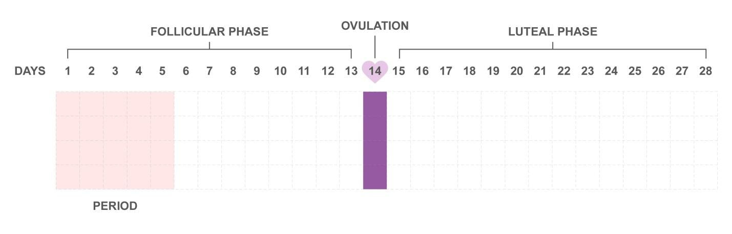 Efficiency and Accuracy Both Matter: Ovulation and Period Tracking