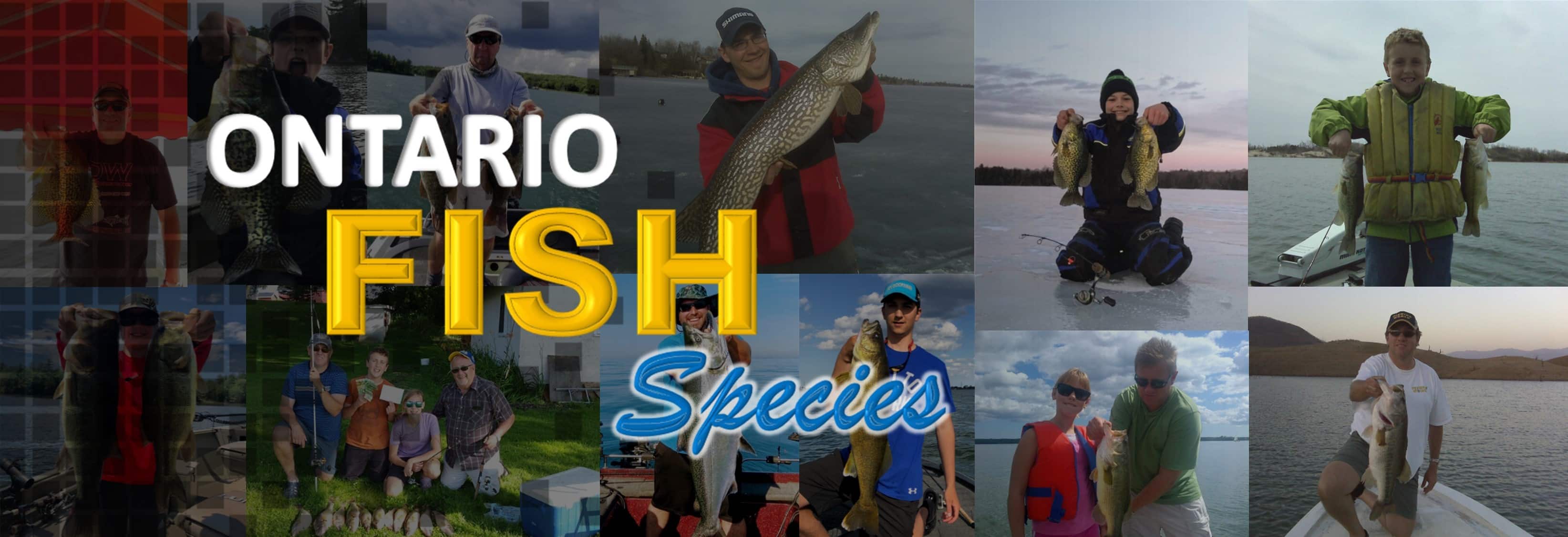 Ontario Fish Species – Fishing World