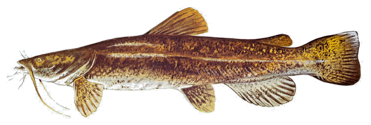 Ontario Fish Species – Fishing World