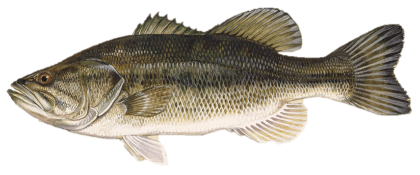 Ontario Fish Species – Fishing World