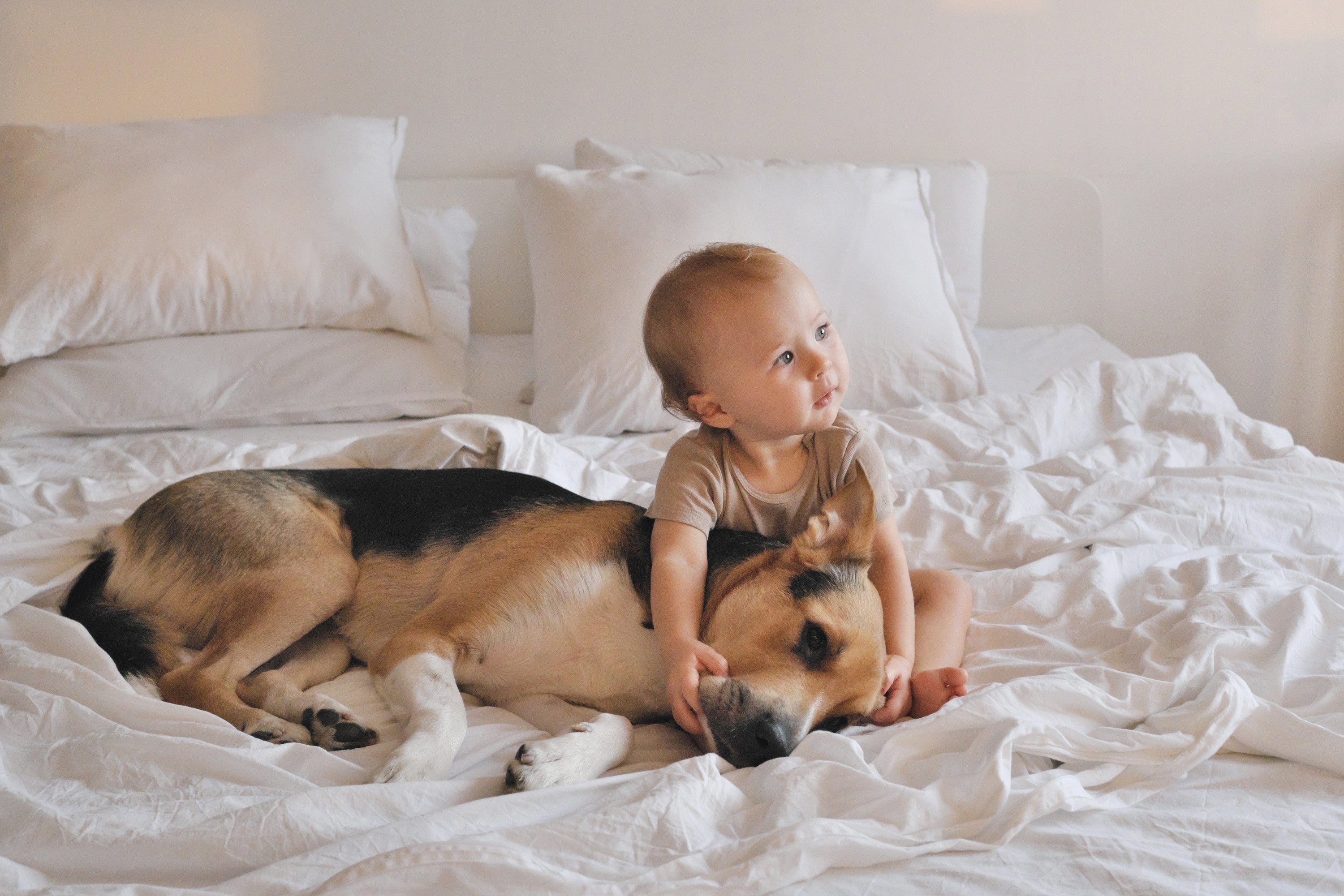 A baby and a German shepherd dog sitting together on a bed during heat wave. Concept of keeping kids and pets indoors during summer.