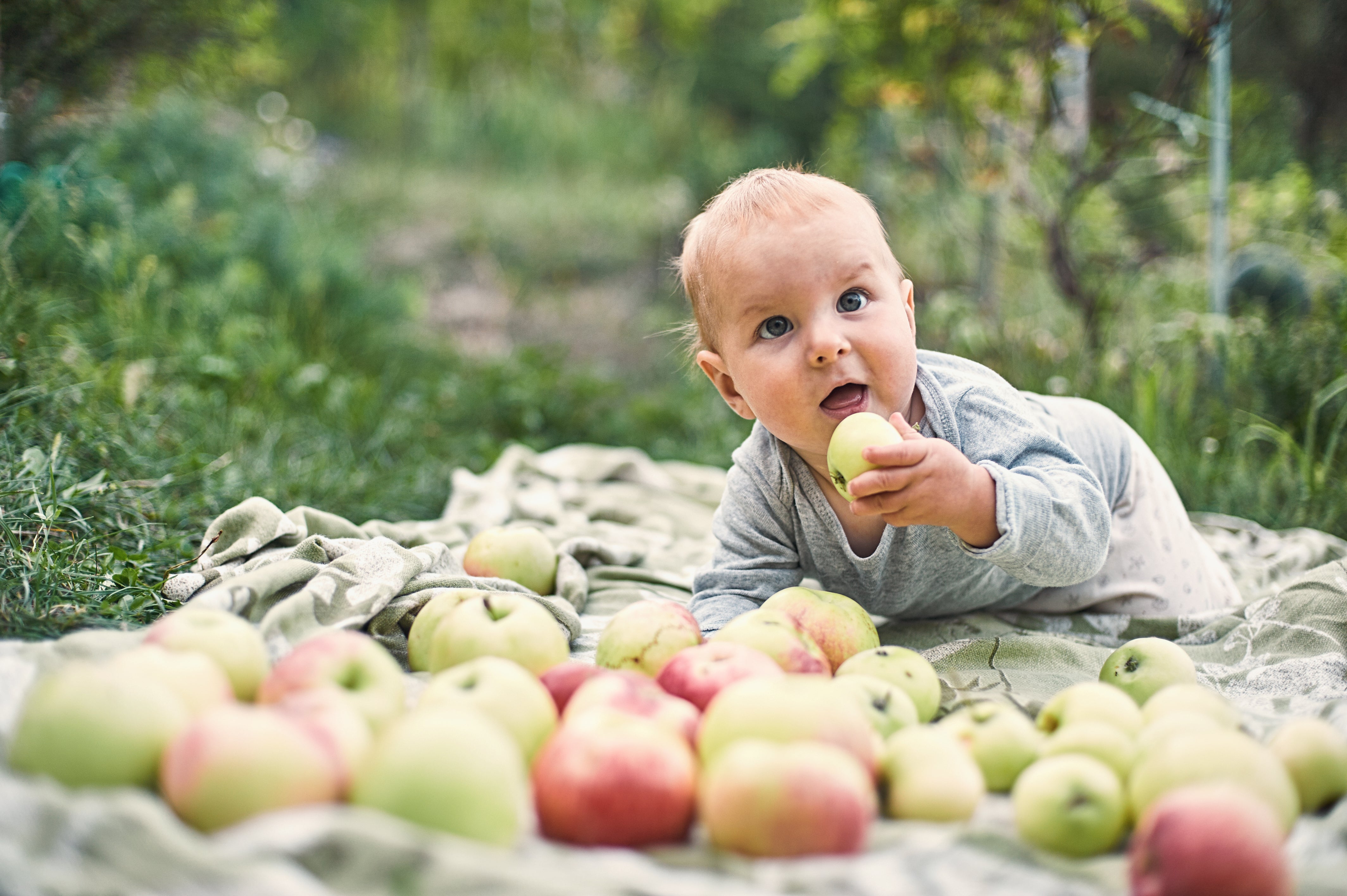 A baby in a garden eating an apple and surrounded by dozens of apples on a picnic blanket. Apples are great first foods for babies.