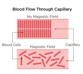 blood cells and magnetic field
