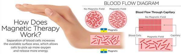 blood cells and magnetism