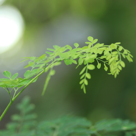 green moringa leaves branch