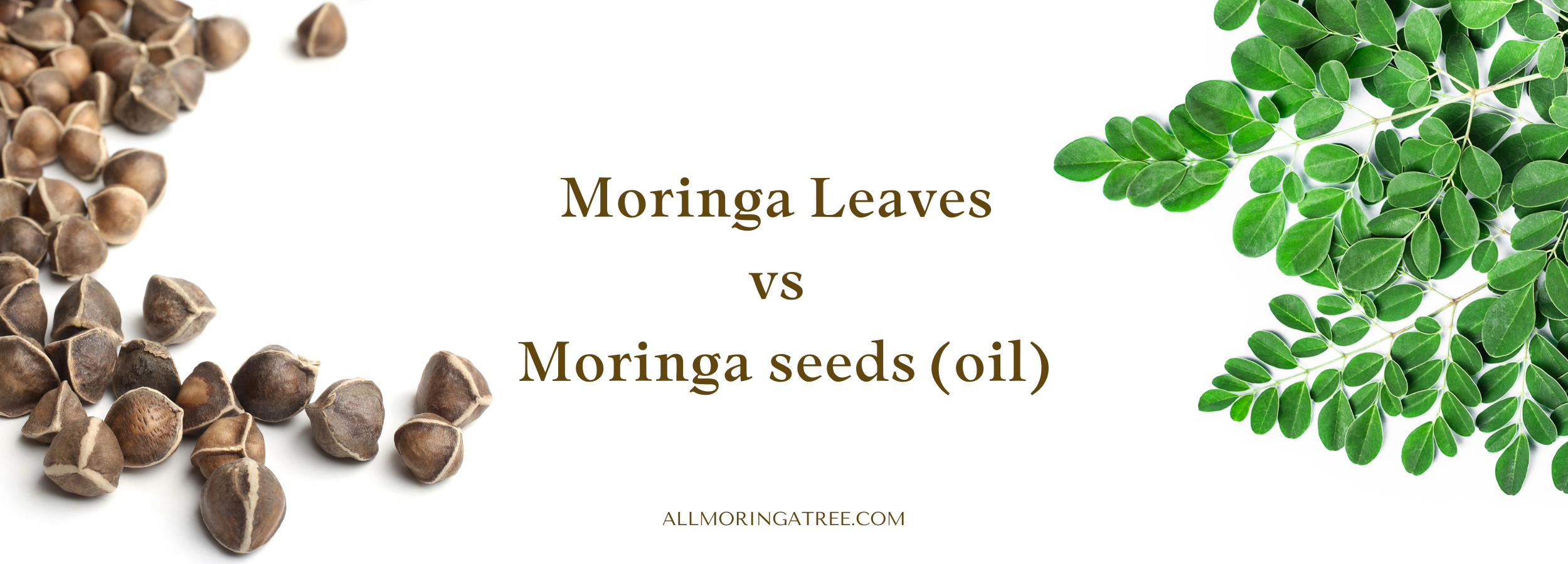 moringa leaves and moringa seeds oil