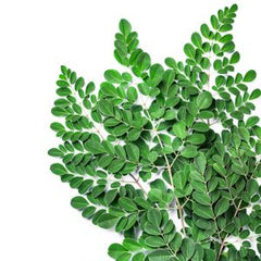organic green moringa leaves