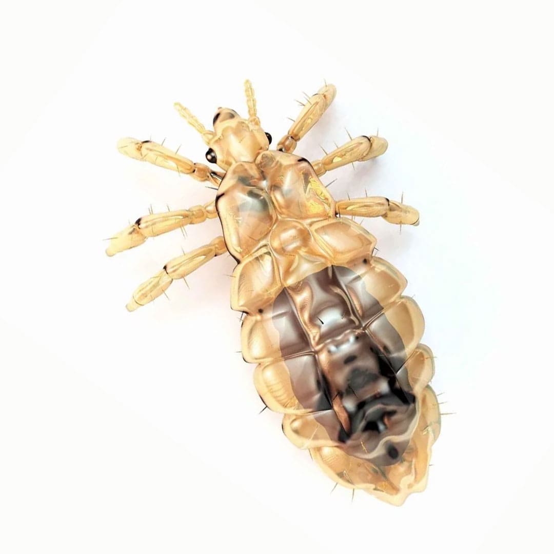 Head lice