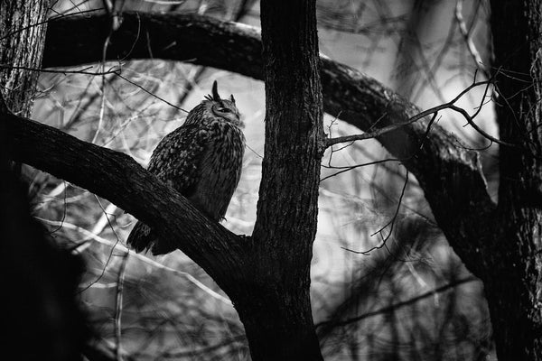 Flaco the Owl in Central Park