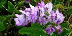 Clary Sage essential oil for horses