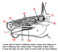 Horse olfactory system