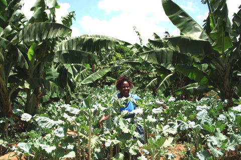 Winfred Peter, Chairlady of Wikwatyo wa Mativo self-help group, southeast Kenya, on her farm of kales, spinach, banana and papaya trees.