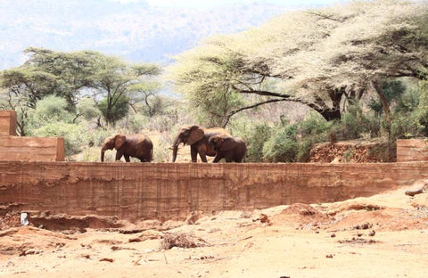 Excellent Development elephants on a sand dam