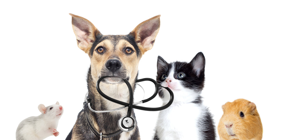how can i listen to my dogs heartbeat with a stethoscope