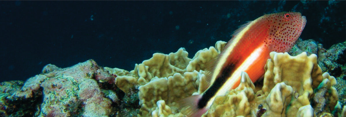 fish in aquarium