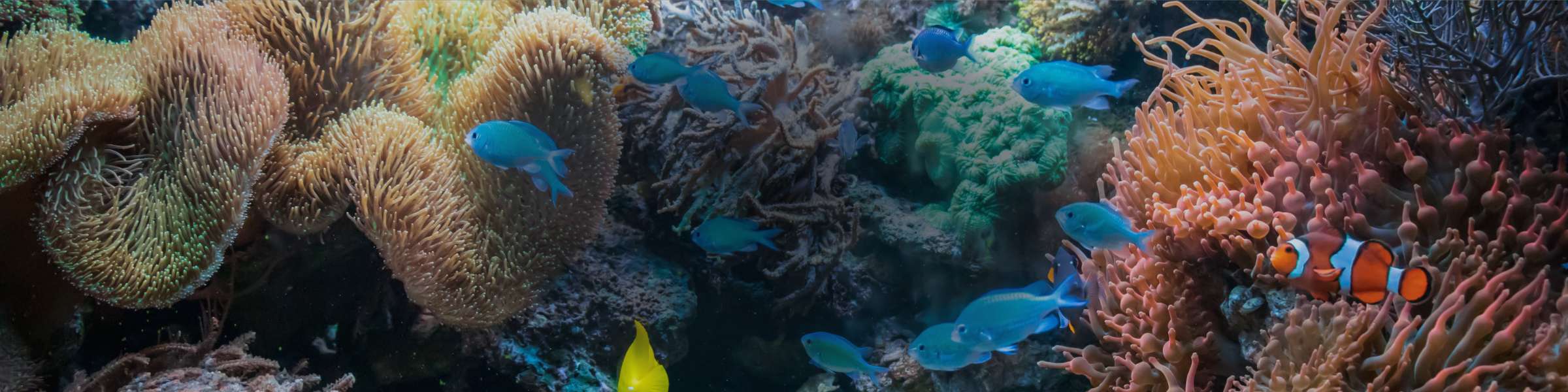 Nutrient-Packed Live Food for Aquariums: How to Feed Live Reef Food to Corals