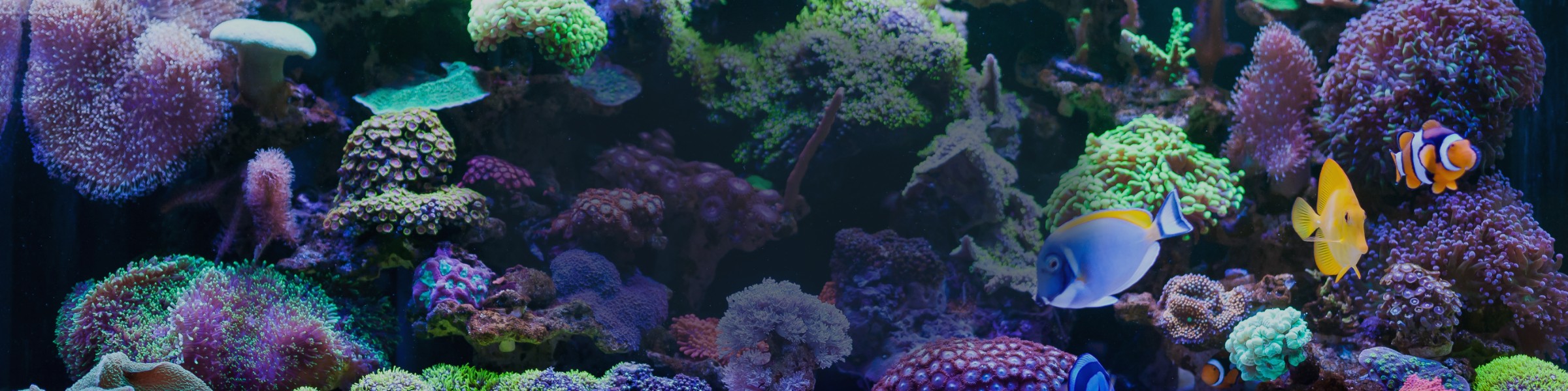 The Ultimate Coral Reef Tank Setup Checklist