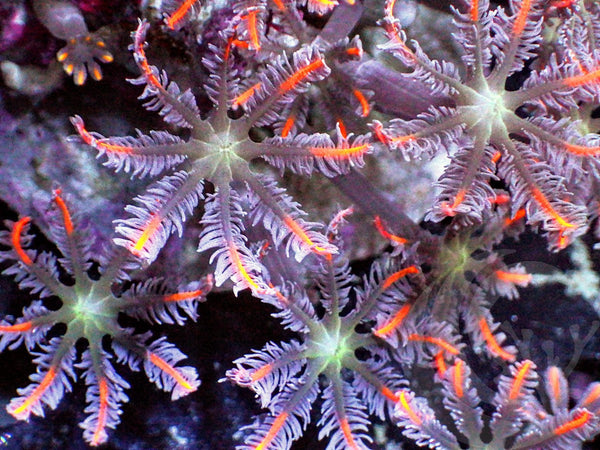 Papaya Clove Polyps Pacific East Aquaculture 