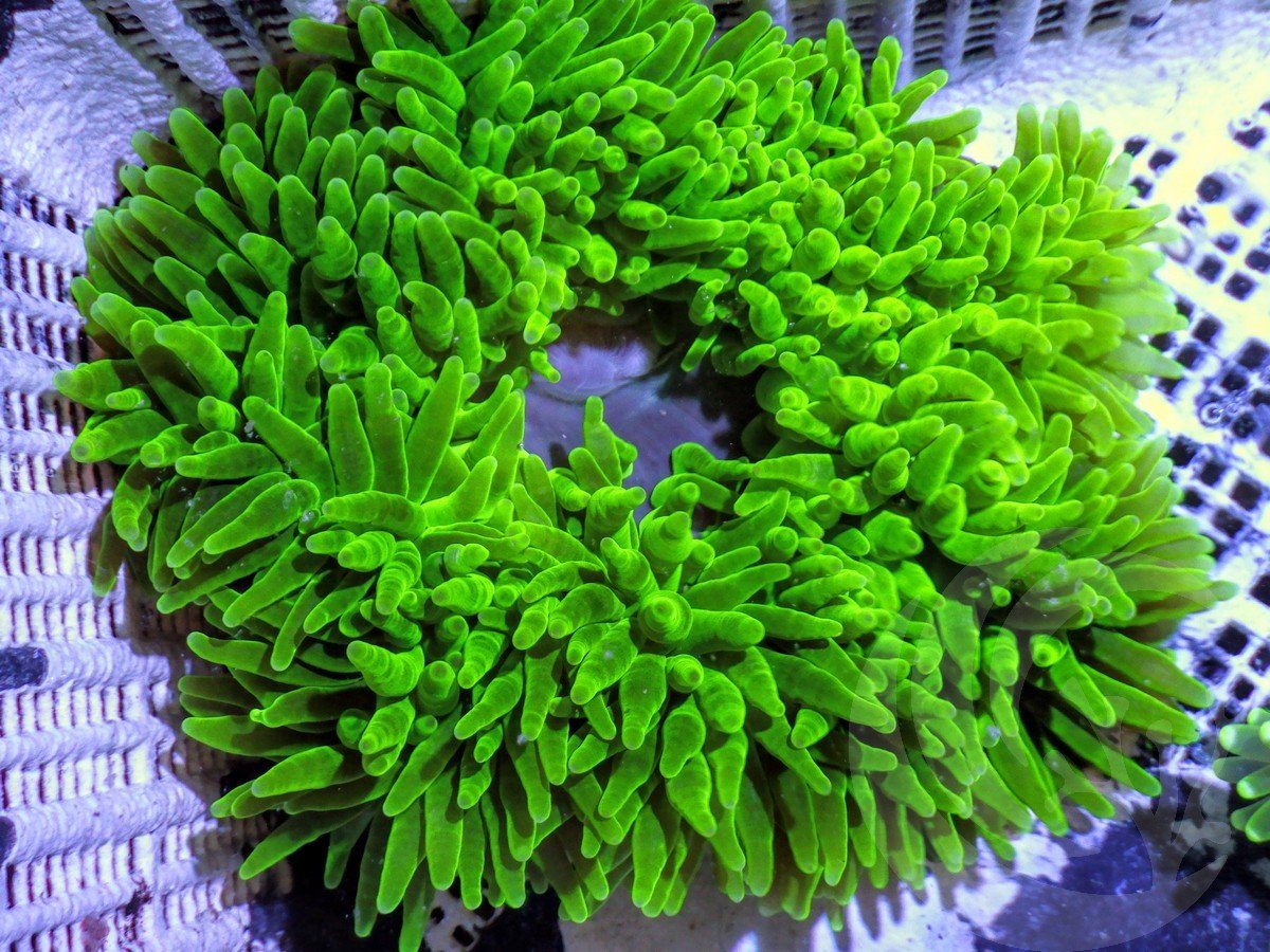 Large Green Bubble tip Anemone - Pacific East Aquaculture