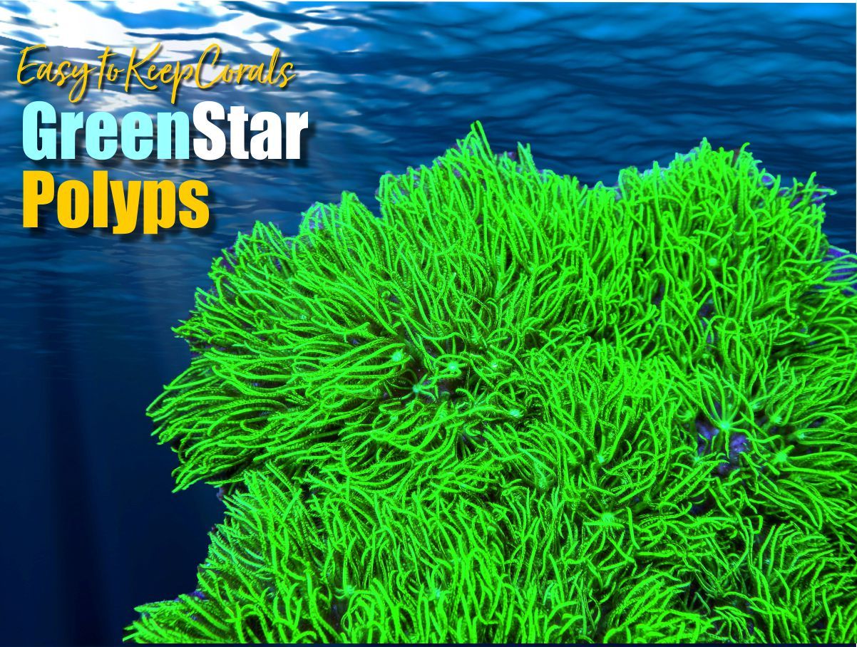 Neon Green Star Polyps Easy To Keep Pacific East Aquaculture 