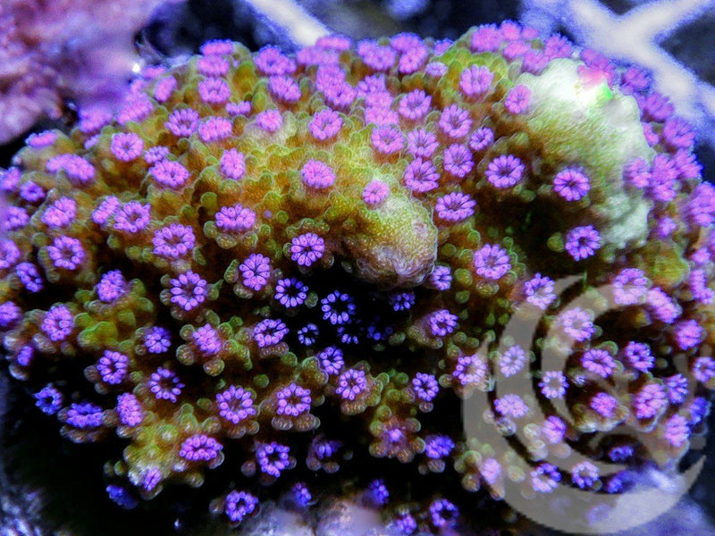 Purple Polyp Yellow Montipora - Pacific East Aquaculture
