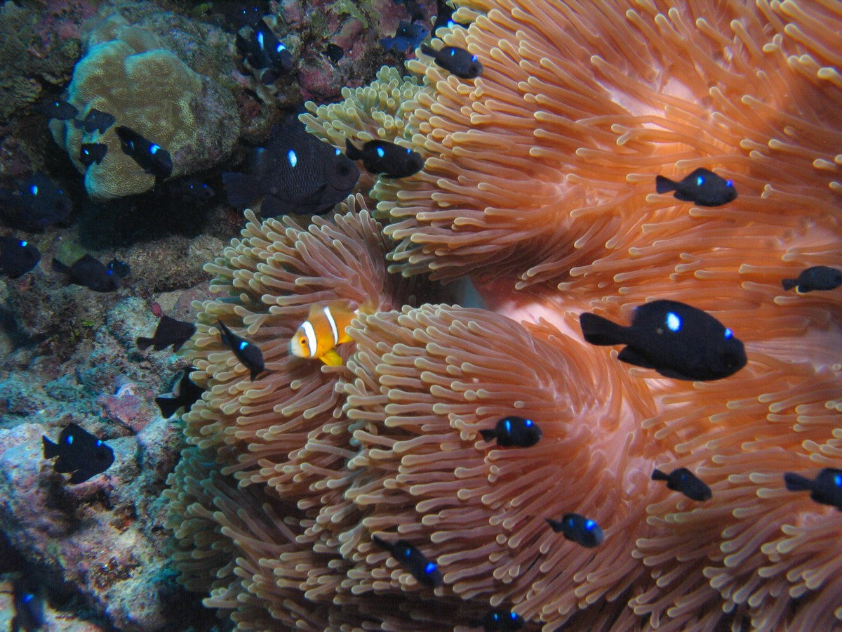 How To Feed Live Reef Food to Corals