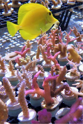 Yellow Tang with Acroporas