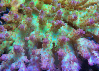 Acorpora Corals