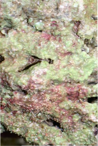 Coraline Algae on Rock