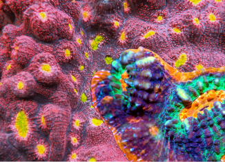 Chalice Corals