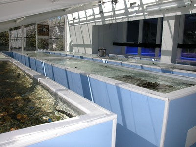 Greenhouse at Pacific East Aquaculture