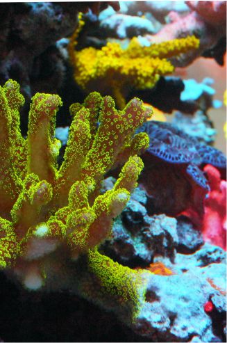 Coral in Saltwater Aquarium