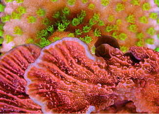 Montipora Corals