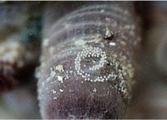 Nudibranch Eggs