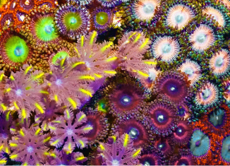 Zoanthids and Palythoas