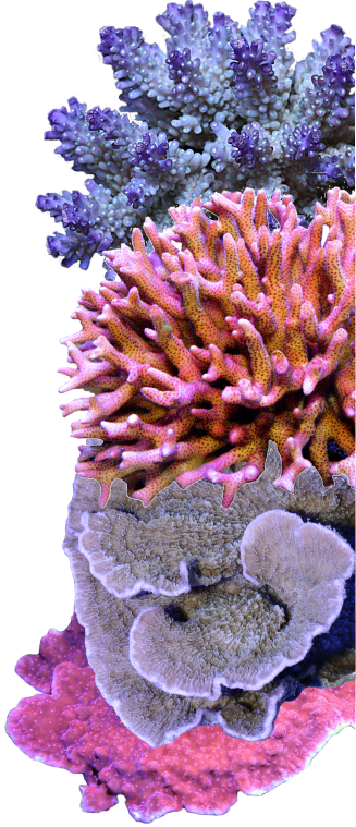 SPS Corals